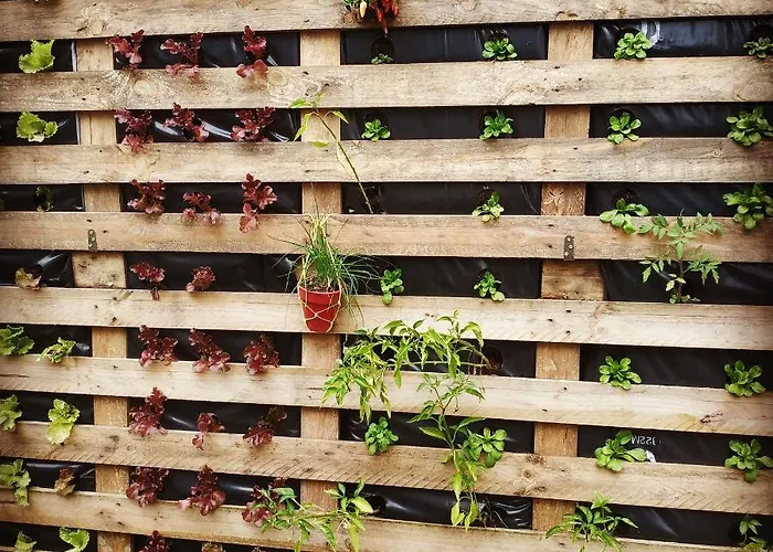 Albor * Caldas De Reis